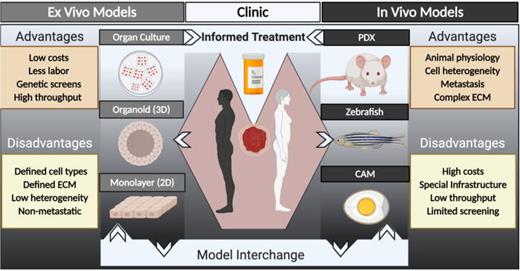 Schematic illustrating multiple platforms available for patient-derived models of
                    cancer. Ex vivo and in vitro models (left
                    side) include organ or tissue slice cultures, three-dimensional (3D) organoids,
                    and two-dimensional (2D) monolayer cultures. In vivo models
                    (right side) include patient-derived xenografts (PDX) in mouse, zebrafish, and
                    chicken egg chorioallantoic membrane (CAM) hosts. Information from these model
                    systems can be interchanged to increase our understanding of human cancer
                    biology, to perform drug screening or testing, and, in some cases, for
                    functional precision oncology to inform patient care.