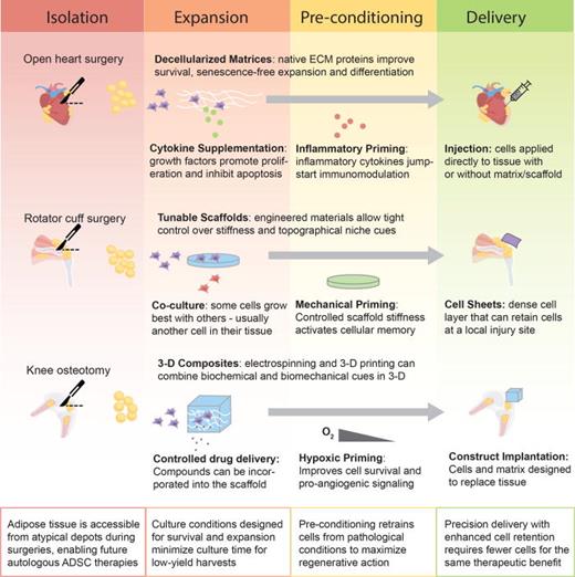 FIG. 2. Engineering strategies to enhance the use of ADSCs from nontraditional depots in regenerative medicine. These strategies may be applied in isolation or in combination to any number of depots.