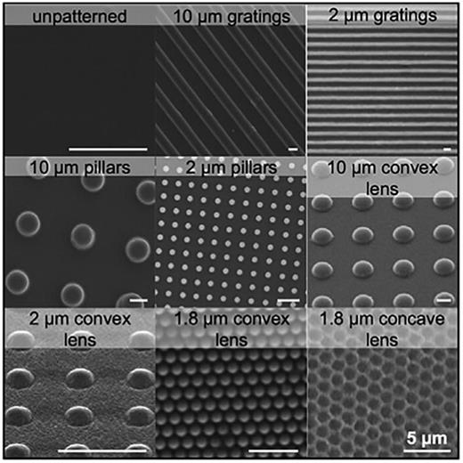 FIG. 1. Examples of predesigned patterns with different shapes and sizes on hydrogel surfaces. Reprinted with permission from Cutiongco et al., Biomaterials 84, 184–195 (2016). Copyright 2016 Elsevier.23