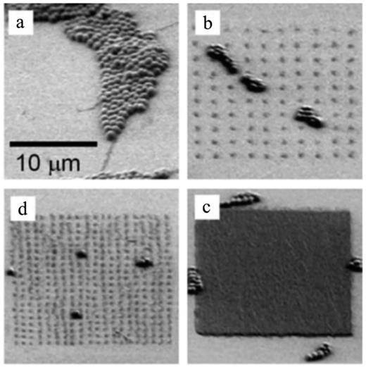FIG. 6. S. epidermidis adhesion on PEG hydrogel with different patterns: (a) blank control, (b) 2 μm apart, (c) 1 μm apart, and (d) 0.2 μm apart. Reprinted with permission from Krsko et al., Acta Biomater. 5(2), 589–596 (2009). Copyright (2009) Elsevier.142