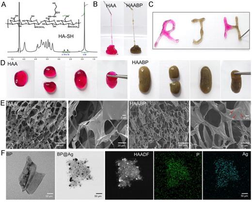 FIG. 1. Morphology of HAABP hydrogels and BP@Ag nanosheets. (a) 1H nuclear magnetic resonance (NMR) spectrum analysis of HA and HA-SH. (b) and (c) The injectable ability of HAA and HAABP hydrogels. (d) The self-healing process of HAA and HAABP hydrogels. (e) The SEM images of HAA and HAABP hydrogels. (f) The TEM images and elements mapping results of BP@Ag nanosheets.