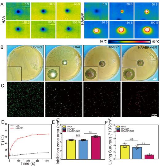 FIG. 3. The photothermal effect and antibacterial properties of the HAABP hydrogel under NIR. (a) and (d) The photothermal effect of HAA and HAABP hydrogels under NIR. (b) and (e) The inhibition zones of HAA, HAABP, and HAABP hydrogels under NIR. (c) and (f) The living S. aureus fluorescent staining by live/dead kit among different groups.