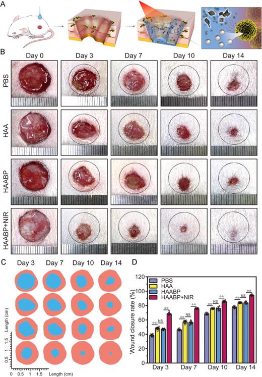 FIG. 4. Infectious wound healing studies in vivo. (a) The cartoon illustration of promoting the healing process in vivo. (b) Photographs of wound beds at each time point in different groups. (c) The cartoon illustration of wound healing boundaries in vivo. The orange tone area meant the initial wound area, and the blue area meant the wound area. (d) Wound healing rate in different groups on days 3, 7, 10, and 14.