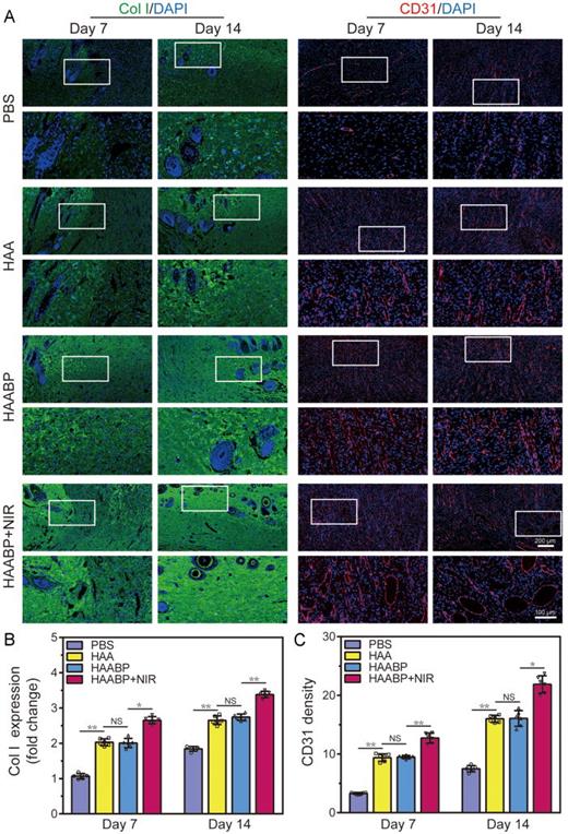 FIG. 6. Immunofluorescent staining of CD31 and COL I in vivo. (a) Immunofluorescent staining of Col I and CD31 in vivo at 7 and 14 days. (b) The expression of Col I in each group. (c) The quantified CD31 density in each group.