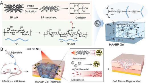 SCHEME 1. Schematic illustrations of HAABP hydrogel formation and the process of infectious wound healing. (a) HAABP hydrogel was formed by dynamic coordinative cross-linking through the exfoliated BP nanosheets, thiolated HA (HA-SH), and Ag+. (b) The regeneration process of the infectious wound in vivo. The antibacterial effect worked through the released Ag+ and produced PTT under NIR, while the mild heat produced by PTT promoted angiogenesis.