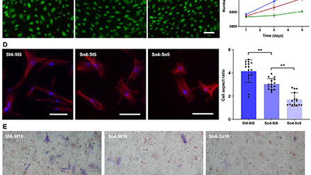 Extended preconditioning on soft matrices directs human mesenchymal ...