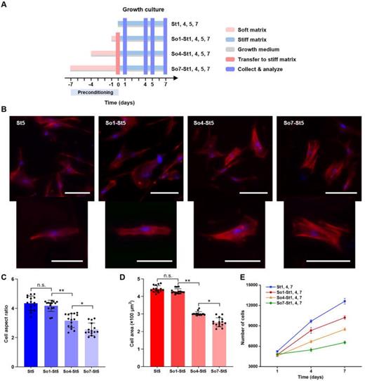 Extended preconditioning on soft matrices directs human mesenchymal ...