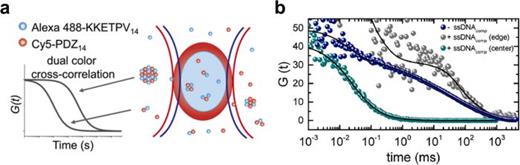 Study liquid–liquid phase separation with optical microscopy: A ...