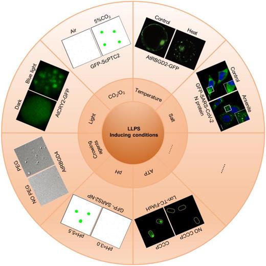 Study liquid–liquid phase separation with optical microscopy: A ...