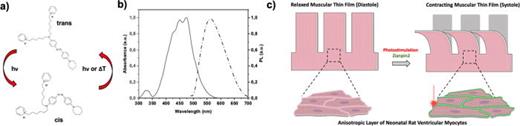 Sketch of the proposed muscular thin films (MTFs) photostimulation process. (a) Ziapin2 chemical structure and isomer spatial configuration. The image shows how trans → cis photoisomerization takes place by light excitation (    λ  e x  trans → cis = 470   nm) while the cist → trans process can be triggered either via optical (    λ  e x  cis → trans = 500   nm) or thermal processes. (b) Ziapin2 absorbance and photoluminescence spectra (Abs. is represented by a continuous line and PL by dash-dot line). (c) Sketch of an MTF treated with Ziapin2. In the inset, Ziapin2 is represented as green dots. The phototransducer is internalized by aligned neonatal rat ventricular myocytes (NRVMs) and it triggers cell contraction due to light illumination.