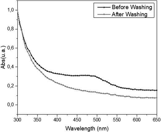 Assessment of the absence of adsorbed Ziapin2 onto gelatin film. Possible adsorption of Ziapin2 into the gelatin film was evaluated by comparing the film absorbance spectra upon exposure of gelatin to 5 μM Ziapin2 for 7 min and after washing Ziapin2 with Tyrode's solution.