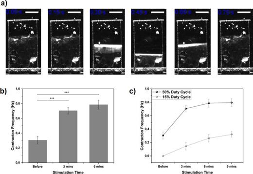 MTF photostimulation. (a) Time course representing the contractile activity of a photostimulated cantilever (scale bar 1 mm). (b) Histogram representing the contraction frequency for spontaneous activity (before, stimulation time = 0), and 1 Hz pulsed stimulation (3 and 6 min). Statistical significance in the figure is expressed as * for a p-value < 0.05, **p-value < 0.01, ***p-value < 0.001. Data are represented as mean±standard error of the mean (s.e.m.). Ziapin2-treated MTFs are represented in light gray (N = 40 cantilevers from 8 MTFs) while untreated MTFs are reported in the dark gray (N = 11 cantilevers from 3 MTFs). (c) Effect of different light exposure patterns on the contraction frequency of the MTF. (Dark gray line duty cycle = 50% and light gray line duty cycle = 15%). Data are represented as mean±standard error of the mean (s.e.m.). N = 10 cantilevers from 2 MTFs.
