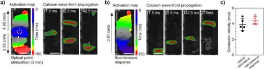 Optical mapping of light-sensitive azobenzene compound for activating cardiac tissue. Representative calcium wave triggered by Ziapin2-mediated photostimulation (a) and spontaneous activities of MTFs (b). In the photo-generated wave, the presence of a double wave front provides a clear indication of the Ziapin2-mediated photopacing. (c) Box plot of propagation velocity extracted by different cantilever (black dots refer to photogenerated calcium waves, while red dots represent spontaneous calcium waves; N = 3. 2 replicates per sample, scale bar = 2 mm).