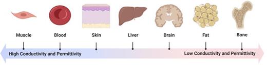 Dielectric properties of various tissues at 2.45 GHz (based on Table V). Figure created with BioRender.com.