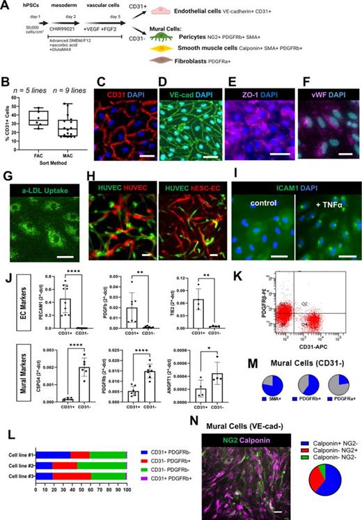 hPSC differentiation in 2D generates mural cells and functional hPSC-ECs. (a) Schematic of the 2D protocol to differentiate hPSCs into vascular cell types. (b) Graph of CD31+ cells sorted from five hPSC lines using CD31+ FACS and nine hPSC lines using CD31+ MACS across n = 6 independent differentiations. (c) Image of hPSC-derived ECs sorted, cultured, and immunostained for the general EC markers CD31 (red) and DAPI (blue). Scale bar = 50 μm. (d) Image of hPSC-derived ECs sorted, cultured, and immunostained for the general EC markers VE-cadherin (green) and DAPI (blue). Scale bar = 50 μm. (e) Image of hPSC-derived ECs sorted, cultured, and immunostained for the tight junction marker ZO-1 (purple) and DAPI (blue). Scale bar = 50 μm. (f) Immunofluorescence image of hPSC-derived ECs sorted, cultured, and immunostained for von Willebrand factor (vWF) (purple) and DAPI (blue). Scale bar = 50 μm. (g) Image of hPSC-derived ECs sorted, cultured, and assayed for LDL uptake. Demonstration of uptake after a 4-hour incubation with 488 tagged acetylated low-density lipoproteins (aLDL). Scale bar = 50 μm. (h) Images of hPSC-derived ECs sorted and HUVECs in a tube forming assay. Fibrin gel seeded with HUVECs (red), HUVECs (green), and fibroblasts (unlabeled) compared to sorted hPSC-derived ECs (red), HUVECs (green), and fibroblasts (unlabeled). Both models were cultured for 7 days and imaged to demonstrate integration of ECs into tube-like structures. Scale bars = 50 μm. (i) Immunofluorescence image of hPSC-derived ECs stained for ICAM1 expression after TNFα treatment (5-h, 50 ng/ml TNFα) compared to untreated hPSC-ECs. Scale bar = 50 μm. (j) Gene expression of EC and mural cell-related genes assessed by qPCR: hPSC-2D-derived CD31+ ECs and CD31− mural cells immediately after sorting (2-dCt normalized to GAPDH). Bars represent mean ± standard derivation. n = 4–10 samples, n = 3–6 cell lines. unpaired t-test. *p ≤ 0.1, **p ≤ 0.005, and ****p ≤ 0.00005. (k) Representative flow cytometry plot of CD31 (APC-A) and PDGFRβ (PE-A) after 2D hPSC vascular differentiation on day 6. (l) Bar graphs of average percentages of CD31 and PDGFRβ cell populations analyzed on day 6 of differentiation using flow cytometry across three different iPSC lines. n = 2 wells per line. (m) Percent mural cells (CD31-sorted) expressing smooth muscle actin (SMA), PDGFRa and PDGFRb assessed by flow cytometry, n = 6 iPSC lines. (n) Immunofluorescence image (left) and image quantification (right) of the VE-cadherin-negative population sorted on day 6 and cultured for 2 days, then stained for the pericyte marker NG2 (green) and the SMC marker Calponin (purple). Scale bar = 100 μm.