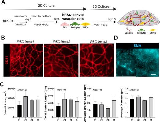 hPSC vascular cells differentiated in 2D and then seeded into a 3D hydrogel create vascular networks. (a) Schematic of the protocol for generating a 3D model by differentiating hPSCs into vascular cells in 2D and then remixing and seeding the cells in a hydrogel support to form 3D vascular networks. (b) Immunofluorescence representative images of hPSC vascular models from three different iPSCs after 25 days of 3D culture in fibrin hydrogel stained for CD31 (red). Scale bar = 100 μm. (c) Vascular network quantification of CD31 immunofluorescence images across four model replicates for vessel area, total branch length, average branch length, and average vessel diameter. n = 4 models across 2 iPSC lines. Bars represent mean ± standard deviation. One-way ANOVA, NS = not significant. (d) Immunofluorescence image of hPSC vascular models after 7 days of 3D culture stained with smooth muscle actin to label mural cells. Scale bar = 200 μm; inset scale bar = 50 μm.