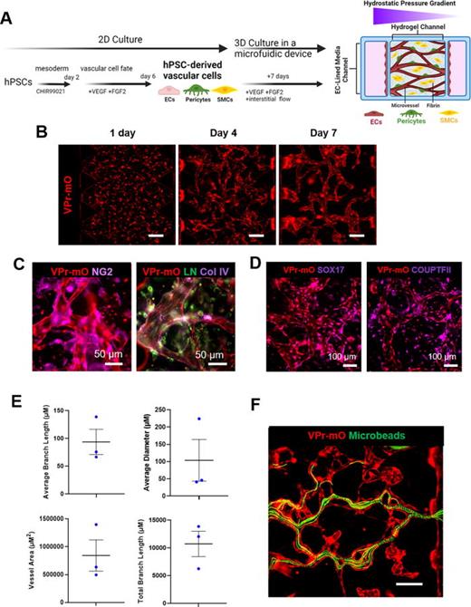 hPSC vascular differentiation in 2D seeded into a microfluidic device creates perfusable vascular networks. (a) Schematic of the protocol for generating a 3D model by differentiating hPSCs into vascular cells in 2D and then remixing and seeding the cells in a hydrogel channel within a microfluidic device. The cross-sectional view illustrates the hydrostatic pressure gradient established across the 3D vascular model to promote open lumen vessels. (b) Images of the hPSC-derived ECs over time within the microfluidic device. Images taken days 1, 4, and 7 after seeding into the microfluidic device. ECs were visualized using the VPr-mOrange reporter. Scale bars = 100 μm. (c) Immunofluorescence images of open lumen vessels stained for pericytes (NG2) and basement membrane proteins (laminin, collagen IV) after 7 days inside the microfluidic device (day 13 of differentiation). ECs were visualized using the VPr-mOrange reporter. Scale bars = 50 μm. (d) Immunofluorescence images of open lumen vessels stained for arterial marker SOX17 and venous marker COUPTFII after 7 days inside the microfluidic device (day 13 of differentiation). ECs were visualized using the VPr-mOrange reporter. Scale bars = 100 μm. (e) Vascular network quantification across three microfluidic device model replicates for vessel area, total branch length, average branch length, and average vessel diameter. ECs were visualized using the VPr-mOrange reporter. Bars represent mean ± standard deviation. (f) Maximum projection image of 488-tagged microbeads (green) traveling through open lumen vessels in the microfluidic device after 7 days of culture within the microfluidic device. ECs visualized using the VPr-mOrange reporter. Scale bar = 100 μm.