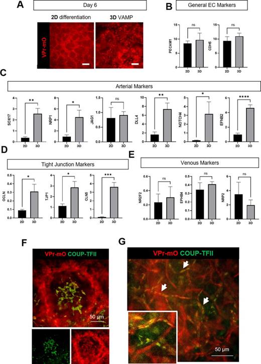 VAMPs generate vascular networks with evidence of early arterial–venous specification. (a) Images of 2D differentiation and 3D VAMP on day 6 prior to EC isolation. 2D differentiation and 3D VAMPs were both generated with 50 ng/ml VEGF and 20 ng/ml FGF2. ECs were visualized using with the VPr-mOrange (VPr-mO) reporter. Scale bars = 100 μm. (b) Gene expression comparison of 3D VAMP-derived ECs to 2D-derived ECs for general endothelial genes via qPCR (2-dCt *105 normalized to Rn18s) on day 6. Bars represent mean ± standard error. n ≥ 3, unpaired t-test. NS = not significant. (c) Gene expression comparison of 3D VAMP-derived ECs to 2D-derived ECs for arterial-related genes via qPCR (2-dCt *105 normalized to Rn18s) on day 6. Bars represent mean ± standard error. n ≥ 3, unpaired t-test. *p ≤ 0.05, **p ≤ 0.005, and ****p ≤ 0.000 05. (d) Gene expression comparison of 3D VAMP-derived ECs to 2D-derived ECs for tight junction-related genes via qPCR (2-dCt *105 normalized to Rn18s) on day 6. Bars represent mean ± standard error. n ≥ 3, unpaired t-test. *p ≤ 0.05 and ***p ≤ 0.0005. (e) Gene expression comparison of 3D VAMP-derived-ECs to 2D-derived ECs for venous-related genes via qPCR (2-dCt *105 normalized to Rn18s) on day 6. Bars represent mean ± standard error. n ≥ 3, unpaired t-test. NS = not significant. (f) Immunofluorescence of VAMPs on day 6. VAMPs were stained for the venous marker COUP-TFII, and ECs were visualized using the VPr-mOrange reporter. ECs are observed both sprouting from the spheroid and within the spheroid. COUP-TFII stains localized within spheroid boundary. Scale bars = 100 μm. (g) Immunofluorescence of VAMPs on day 12. VAMPs were stained for the venous marker COUP-TFII, and vascular structures were visualized using the VPr-mOrange reporter. Arrows indicate vessels that are COUP-TFII-positive. Scale bar = 50 μm.