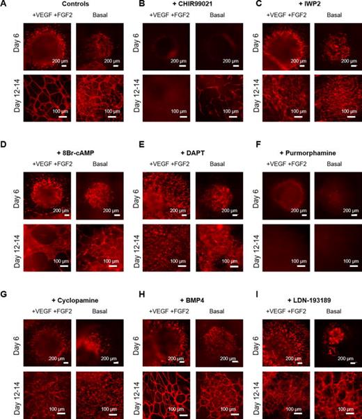 VAMPs have utility as a screening tool for vascular development. (a)–(i) Representative images of VAMPs generated with 50 ng/ml VEGF and 20 ng/ml FGF2 added into the medium from days 2 to 12 compared to no added VEGF and FGF2 (Basal) and treated with agonists or inhibitors between days 2 and 12. Treatments include 6 μM CHIR99021 (b), 5 μM IWP2 (c), 100 μM 8Br-cAMP (d), 20 μM DAPT (e), 2 μM purmorphamine (f), 2 μM cyclopamine (g), 20 ng/ml BMP4 (h), and 250 nM LDN-193189 (i). ECs were visualized using the VPr-mOrange reporter imaged on day 6 and between days 12 and 14.