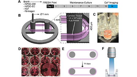 FRESHâ„¢ 3D bioprinted cardiac tissue, a bioengineered platform for in ...