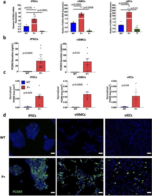 PCSK9 activation (P+) and repression (P−) in iPSCs, iPSC-derived vascular endothelial (viEC), and smooth muscle (viSMC) cells. (a) PCSK9 mRNA expression in wild-type (WT), P+, and P− iPSCs, viSMCs, and viECs. iPSC results from WTC11 and DU11 donors (WT n = 15, P+ n = 19, and P− n = 4). viSMC results from WTC11 and DU11 donors (WT n = 11, P+ n = 12, and P− n = 6). viEC results from WTC11 and DU11 donors (WT n = 11, P+ n = 11, and P− n = 6). Statistical analysis was performed using a one-way ANOVA with post-hoc Tukey test for multiple comparisons for each cell type. (b) PCSK9 secretion from WT and P+ iPSCs and viSMCs. iPSC results are from two donors (WT n = 13, P+ n = 13). viSMC results from WTC11 donor (WT n = 8, P+ n = 8). Statistical analysis was performed using a Student's t-test for each cell type. (c) Quantification of PCSK9 positive area for iPSCs, viSMCs, and viECs from (d). iPSC results from two donors (WT n = 3, P+ n = 7). viSMC results from one donor (WT n = 7, P+ n = 7). viEC results from WTC11 donor (WT n = 5, P+ n = 5). Statistical analysis was performed using a Student's t-test for each cell type. (d) Representative immunofluorescent images of PCSK9 expression in WT and P+ iPSCs, viSMCs, and viECs. Cell area was normalized to cell number. Scale bar = 100 μm.
