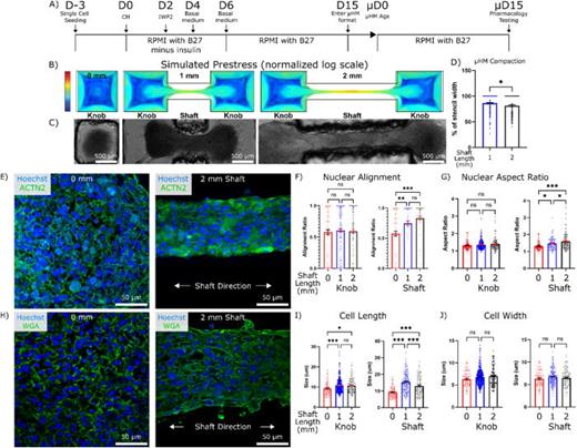 Prestress regulates cell morphology in micro-heart muscle (μHM). (a) Timeline of small molecule-based differentiation of iPSC to cardiomyocytes, the subsequent seeding into the μHM format, and the measurements of cell morphology, electrophysiology, and pharmacology experiments at the terminal time point. (b) COMSOL modeling images depicting increased tissue preload with increased shaft length. Color scale bar is log von Mises stress normalized to the 2 mm tissue. (c) Representative bright field images taken at μHM day 15 (μD15) showing grossly similar tissue morphology regardless of tissue size. (d) Quantification of μHM shaft lateral compaction at μD15 (n > 150 μHM). (e) Representative confocal images of nuclei (Hoechst/blue) and sarcomeric α–actinin (green) of 0 and 2 mm tissues at μD15. Quantification of the effects of tissue geometry on (f) nuclear alignment and (g) nuclear aspect ratio at μD15, separated to compare 0 mm tissue to the knobs or shafts of 1- and 2-mm tissues (n > 70 nuclei from 6 to 8 μHM per size). (h) Representative confocal images of nuclei (Hoechst/blue) and cell membrane (wheat germ agglutinin/green) of 0 and 2 mm tissues at μD15. Quantification of the effects of tissue geometry on (i) cell length and (j) width at μD15, separated to compare 0 mm tissue to the knobs or shafts of 1- and 2-mm tissues (n > 100 cells from 6 to 8 μHM). (*: p < 0.05, **: p < 0.005, ***: p < 0.0005, error bars: SEM).