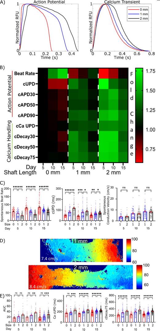 Tissue prestress regulates μHM electro-physiology. (a) Representative action potential and calcium transient waveforms for 0, 1, and 2 mm μHM at μD15. (b) Electrophysiology heatmap of action potential and calcium handling dynamics for μHM of shaft length 0, 1, and 2 mm long. Data are normalized to μD5 0 mm data for given parameter. (c) Select data contained within the heatmap shown in panel B: spontaneous beat rate, beat-rate corrected action potential upstroke duration, and spontaneous conduction velocity. (d) Representative activation maps of 1 and 2 mm μHM at μD15. (e) Area under the curve of calcium transient waveforms, beat-rate corrected calcium transient upstroke duration, and beat-rate corrected calcium transient decay 75 for 0, 1, and 2 mm μHM up to μD15 (n > 100 μHM, *: p < 0.05, **: p < 0.005, ***: p < 0.0005, error bars: SEM).