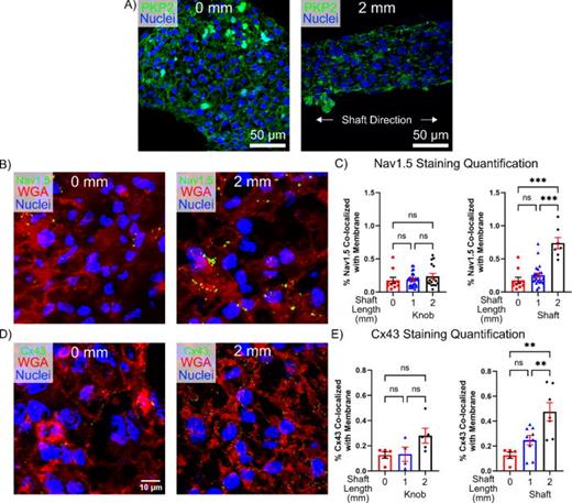 Immunostaining quantification of Nav1.5 and Cx43. Representative staining of 0 mm and elongated μHM at μD15 for: (a) Plakophilin-2, (b) Nav1.5, and (d) Connexin-43. Quantification of immunostaining for membrane localized protein: (c) Nav1.5 and (e) Cx43 in 0-, 1-, and 2-mm tissues at μD15, separated to compare 0 mm tissue to the knobs or shafts of 1- and 2-mm tissues (n = 4–32 μHM per size).