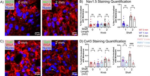 Immunostaining quantification of Nav1.5 and Cx43 in PKP2−/− μHM. Representative staining of (a) Nav1.5 and (c) Cx43 in 0 and 2 mm PKP2−/− μHM at μD15. Quantification of immunostaining for total membrane localized protein: (b) Nav1.5 and (d) Cx43 in 0, 1, and 2 mm PKP2−/− μHM compared to wild type tissues at μD15, separated by 0 mm compared to the knobs of the elongated tissue, and the shaft regions of the elongated tissues. (n 4–32 μHM per size).