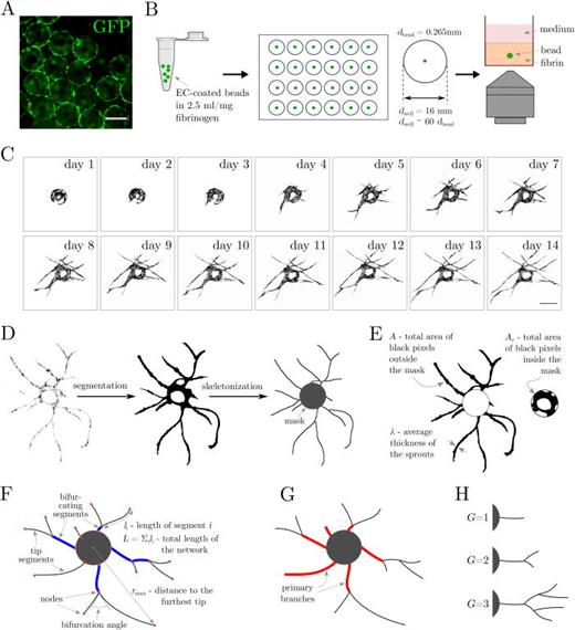 Long-term time-lapse imaging of the endothelial sprouting of single EC-coated beads: experimental design and image analysis workflow. (A) Polystyrene beads coated with GFP-transduced HUVECs. (B) Experimental workflow. Cell-coated beads are resuspended in fibrin solution, seeded one bead per well in a 24-well plate and imaged using confocal microscopy. (C) Representative confocal microscopy images of a single HUVEC-coated bead acquired at one day interval for 14 consecutive days. (D) Image processing workflow. From left to right: segmentation, skeletonization, and conversion to a graph. (E)–(H) Schematic representation of metrics used to characterize the networks including: (E) Area of the microvascular network A and the mask Ac, and sprout thickness λ. (F) Length of the microvascular network L, its maximum span rmax, bifurcation angles, bifurcating (blue) and tip (black) segments, and nodes (red). (G) Primary branches (shown in red). (h) Number of generations G. The scale bars in [(A), (C)] are 250 μm.