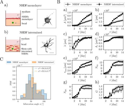 Distributing NHDFs through the matrix promotes the endothelial sprouting of EC-coated beads. (A) Different seeding conditions of NHDFs during the angiogenesis bead-sprouting assay—schematic drawings and representative images of single GFP-tagged HUVEC-coated beads. NHDFs were either seeded as (a) a monolayer on the top of a fibrin clot or (b) distributed throughout the fibrin matrix. Day 10 of culture. Scale bar 250 μm. (B) Morphometric analysis of (a) the total area A, (b) the total length L, (c) the average sprout width λ, (d) the area of the cell-coated bead Ac, (e) the distance to the furthest tip rmax, (f) the number of tips Ntip, (g) the number of primary branches Npb, and (h) the average number of generations G per branch [G = 1+log2(Ntip/Npb)] of the sprouting capillary networks for 14 consecutive days. The numbers of beads in the assay (biological repetitions) were n = 37 in the NHDF-monolayer case and n = 36 in the NHDF-intermixed case. The error bars correspond to the standard error of the mean (SEM). (C) Distribution bifurcation angles for the monolayer and intermixed fibroblast seeding conditions. The presented values are the mean ± SEM. NHDF-monolayer, n = 53; NHDF-intermixed, n = 131; p > 0.05. The overlap between the histograms is rendered in gray. “PDF” refers to the probability density function. Statistical significance was analyzed using the Shapiro–Wilk test and the U Mann–Whitney test (C) and two-way analysis of variance followed by Bonferroni's test (B). Numerical values that underlie the graphs are shown in S1 Data. See S1 Table for detailed statistics for (B).