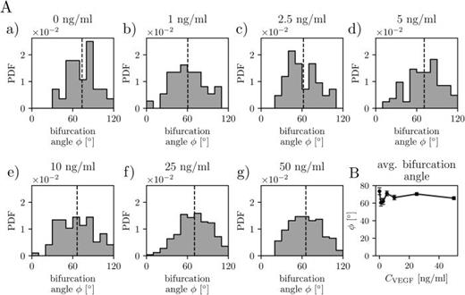 VEGF-A concentration does not affect the distribution of bifurcation angles. (A) Analysis of the bifurcation angle distributions for indicated VEGF concentrations at day 12 of culture. The total numbers n of the measured angles were (a) CVEGF = 0 ng/ml, n = 28; (b) CVEGF = 1 ng/ml, n = 37; (c) CVEGF = 2.5 ng/ml, n = 42; (d) CVEGF = 5 ng/ml, n = 82; (e) CVEGF = 10 ng/ml, n = 97; (f) CVEGF = 25 ng/ml, n = 252; and (g) CVEGF = 50 ng/ml, n = 198. The dashed lines show mean values. “PDF”—probability density function. (B) The mean bifurcation angle plotted as a function of CVEGF. The error bars are the standard error of the mean. Statistical significance was analyzed using a one-way analysis of variance followed by Tukey's test (B). Numerical values that underlie the graphs are shown in S1 Data. See S1 Table for detailed statistics for A.