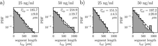 Capillary networks formed at high VEGF concentrations display the exponential segment length distributions. Analysis of the distribution of the length of (a) tip segments and (b) bifurcating segments for CVEGF = 25 and 50 ng/ml. Numbers of identified segments were (a) CVEGF = 25 ng/ml, n = 266; CVEGF = 50 ng/ml, n = 198, (b) CVEGF = 25 ng/ml, n = 426; CVEGF = 50 ng/ml, n = 348. The characteristic segment lengths are indicated on the graphs with the standard errors. “PDF” refers to the probability density function. Numerical values that underlie the graphs are shown in S1 Data.
