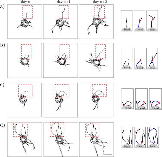Various scenarios of segment/node formation during development of an EC bead-sprouting network. Confocal images from three consecutive days of culture and schematic representations of the extracted skeletons of the network with indicated nodes (red dots), tip segments (black lines), and bifurcating segments (blue lines) as would be detected by the algorithm. One can distinguish three different scenarios of segment/node formation: (a) bifurcation of a mother branch into two daughter branches, (b) anastomosis (fusion) of two independent branches; here, anastomosis is followed by another bifurcation, i.e., the formation of an X-shaped structure, and [(c) and (d)] the formation of vascular loops caused by sequences of bifurcation and anastomosis events, also including tip-to-tip anastomosis. The scale bar is 250 μm.