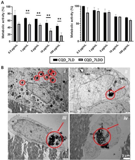 (A) PrestoBlue assay results after seeding Saos-2 cells (left) and U2OS cells (right) with different concentrations of CQD_7LD and CQD-7LDD nanoparticles and (B) TEM images of Saos-2 (i) and (ii) and U2OS (iii) and (iv) cells treated with a concentration of 10 μg/ml CQD_7LDD.