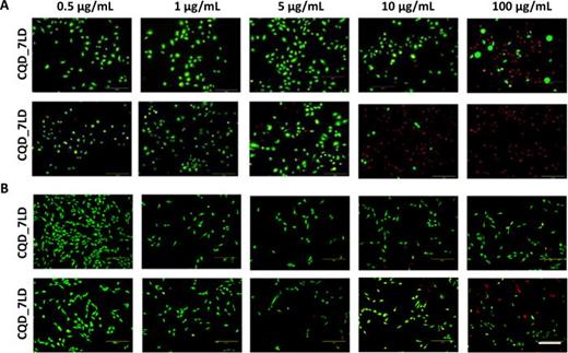 Live/dead images of Saos-2 (A) and U202 (B) cells after 24 h of seeding in the presence of different concentrations (from 100 to 0.5 μg/ml) of the manufactured nanoparticles loaded with DOXO and DOXO/DTX. Scale bar = 300 μm.