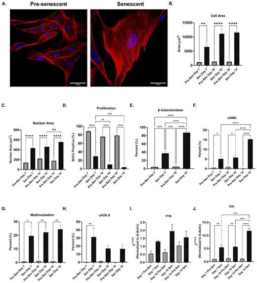 Primary lung fibroblasts acquire senescent phenotype. (a) Representative confocal microscopy images of pre-senescent and senescent lung fibroblasts stained with Hoechst 33342 and phalloidin rhodamine (obj. = 60×, N.A. = 1.3, scale bar = 50 μm). (b) Nuclear area of pre-senescent and senescent lung fibroblasts over time (n ≥ 162, N = 3). (c) Cell area changes were tracked over time for pre-senescent and senescent lung fibroblasts (n ≥ 81, N = 3). (d) Bromodeoxyuridine (BrDU) labeling confirmed growth arrest of irradiated fibroblasts post-irradiation (n ≥ 151, N = 3). (e) The percent of SA-β-Gal expressing lung fibroblasts for pre-senescent and senescent fibroblasts (n ≥ 238, N = 3). (f) The percent of pre-senescent and senescent fibroblasts positive for αSMA stress-fibers (n ≥ 151, N = 3). (g) The percent of multinucleated pre-senescent and senescent fibroblasts over time (n ≥ 151, N = 3). (h) The percent of pre-senescent and senescent nuclei positive for γH2A.X over time (n ≥ 151, N = 3). (i) qRT-PCR analysis of p16 for pre-senescent and senescent fibroblasts over time (N =3). (j) qRT-PCR analysis of p21 for pre-senescent and senescent fibroblasts over time (N = 3). Mean ± SEM; ANOVA, *P ≤ 0.05, **P ≤ 0.01, ***P ≤ 0.001, ****P ≤ 0.0001.