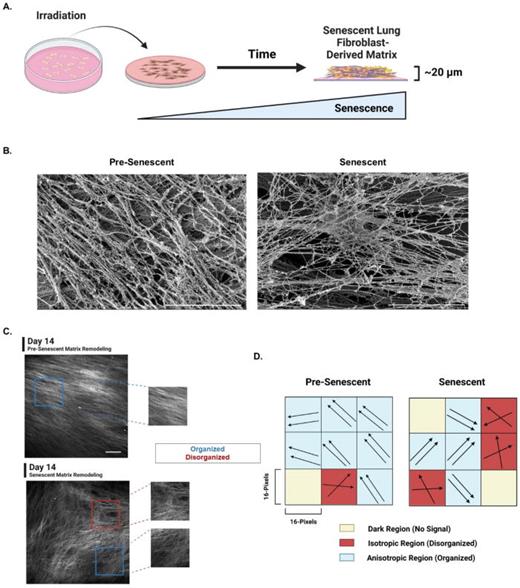 Generation of senescent primary lung fibroblast-derived matrix model. (a) Pre-senescent and senescent lung fibroblasts were used to generate fibroblast-derived matrices (FDMs) over time (Created with BioRender.com). (b) SEM images of decellularized pre-senescent and senescent lung fibroblast FDMs (scale bar = 5 μm). (c) Representative second-harmonic generation (SHG) microscopy images of pre-senescent and senescent FDMs at day 14. Examples of organized (anisotropic) regions (blue) and disorganized (isotropic) regions (red) are denoted (obj. = 25×, N.A. = 1.05, scale bar = 100 μm.) (d) Schematic depicting the SHG image regional analysis used to measure changing collagen fiber organizations and heterogeneity of pre-senescent and senescent FDMs. 16 × 16-pixel2 regions generated a grid array over SHG images and within each region the individual collagen fiber angles were measured. Regions were then labeled isotropic (disorganized; fibers do not have a preferred orientation), anisotropic (organized; fibers have a preferred orientation), and dark (no signal) (Created with BioRender.com).