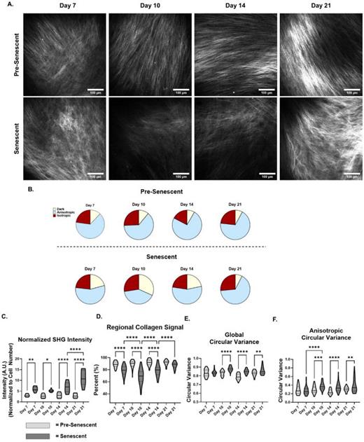 Timeline of SA-ECM fiber density and orientation alterations. (a) Representative multiphoton second-harmonic generation (SHG) images of pre-senescent and senescent fibroblast-derived matrices (FDMs) imaged at days 7, 10, 14, and 21 (obj. = 25×, N.A. = 1.05, scale bar = 100 μm. (b) Distribution of anisotropic, isotropic, and dark regions classified over 21 days for pre-senescent and senescent FDMs (n ≥ 36, N = 3, N = 2 for day 21 senescent). (c) SHG intensity normalized to cell number per imaged region (n ≥ 8, N = 3, N = 2 for day 21 senescent). (d) Percent regional collagen signal of senescent and pre-senescent FDM (n ≥ 36, N = 3, N = 2 for day 21 senescent). (e) Global circular variance of individual collagen fibers (n ≥ 36, N = 3, N = 2 for day 21 senescent). (f) Anisotropic circular variance for pre-senescent and senescent FDMs (n ≥ 36, N = 3, N = 2 for day 21 senescent). ANOVA, *P ≤ 0.05, **P ≤ 0.01, ***P ≤ 0.001, ****P ≤ 0.0001.