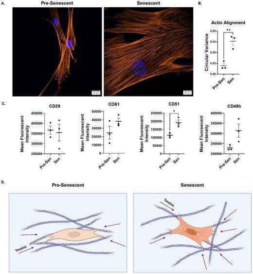 Senescent fibroblasts have disorganized actin cytoskeleton and upregulated integrin profile. (a) Representative confocal microscopy images of pre-senescent and senescent fibroblasts stained with Hoechst 33342 and phalloidin rhodamine (obj. = 60×, N.A. = 1.3, scale bar = 20 μm). (b) Circular variance of actin cytoskeleton fibers for pre-senescent and senescent lung fibroblasts (n ≥ 25, N = 3). (c) Analysis of CD29, CD61, CD51, and CD49b integrin profile for pre-senescent and senescent lung fibroblasts (n ≥ 500,000 cells per condition, N = 3). (d) Schematic of proposed method of SA-ECM matrix disorganization by senescent lung fibroblasts (Created with BioRender.com). Mean ± SEM; T-Test, *P ≤ 0.05, **P ≤ 0.01, ***P ≤ 0.001, ****P ≤ 0.0001.