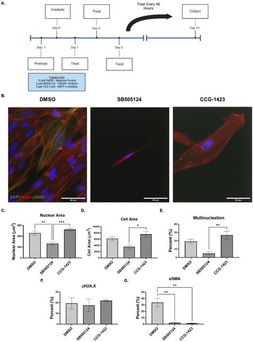 Inhibition of TGFβR1 and MRTF-A induces divergent senescent lung phenotype. (a) 24 h prior to stress-induced premature senescence is induced by γ-irradiation (15 Gy), lung fibroblasts were treated with either selective TGβFR1 inhibitor (SB505124) or MRTF-A inhibitor (CCG-1423) and cultured over 14 days (Created with BioRender.com). (b) Representative immunofluorescent images stained with Hoechst 33342 (blue), phalloidin rhodamine (red), anti-SMA (green) (obj. = 40×, N.A. = 1.3, scale bar = 50 μm). (c) Inhibited senescent lung fibroblast nuclear area measured at day 14 post-irradiation (n ≥ 149, N = 3). (d) Inhibited senescent lung fibroblast cell area measured at day 14 post-irradiation (n ≥ 100, N = 3). (e) Percent of inhibited senescent fibroblasts with multinucleation (n ≥ 140, N = 3). (f) Percent of inhibited senescent fibroblasts positive for γH2A.X (n ≥ 100, N = 3). (g) Percent of inhibited senescent lung fibroblasts positive for αSMA stress-fibers (n ≥ 100, N = 3). Mean ± SEM; ANOVA. *P ≤ 0.05, **P ≤ 0.01, ***P ≤ 0.001, ****P ≤ 0.0001.