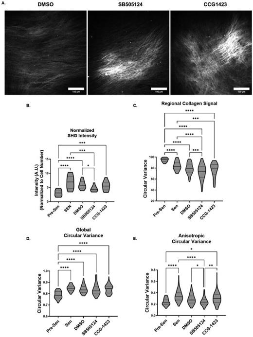 TGFβR1 inhibition reduces SA-ECM remodeling heterogeneity. (a) Representative second-harmonic generation (SHG) images of collagen fiber organization of senescent lung fibroblast-derived matrices (FDMs) treated with DMSO, SB505124, and CCG-1423 at day 14 post-irradiation (obj. = 25×, N.A. = 1.05, scale bar = 100 μm). (b) Inhibited senescent lung FDM SHG intensity normalized to cell number per image (n ≥ 20, N = 3). (c) Inhibited senescent lung FDM regional collagen signal (n ≥ 34, N = 3). (D) Global circular variance of inhibited senescent lung FDM individual collagen fibers (n ≥ 34, N = 3). (e) Anisotropic circular variance of inhibited senescent lung FDM individual collagen fibers (n ≥ 34, N = 3). ANOVA; *P ≤ 0.05, **P ≤ 0.01, ***P ≤ 0.001, ****P ≤ 0.0001.