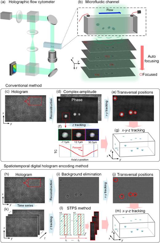 HIFC recording system and holographic tracking. (a) HIFC recording system is built based on off-axis digital holographic microscopy. L: lens, MO: microscopic objective, BS: beam splitter, M: mirror. (b) 2D axial projections of the 3D flowing cells in hologram. (c) The hologram of flowing cells. (d) The reconstructed complex amplitude from the hologram by filtering the object spectrum. (e) Transversal positions of each cell. (f) The TC values were calculated at different propagation distances for each single-cell region. (g) The x-y-z tracking results obtained by conventional tracking method. (h) The hologram of flowing cells. (i) The hologram after background elimination. (j) Transverse position of each cell. (k) A set of time-series holograms containing cell flow information. (l) Spatial-temporal phase shifting (STPS) method. (m) The x-y-z tracking results obtained by conventional tracking method.