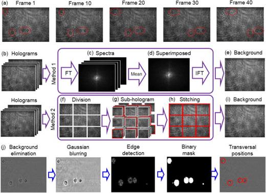 Transverse localization in a single frame. (a) Different frames of the down-sampling holographic video. (b) Down-sampling holographic stack. (c) Spectra of the down-sampling holograms and (d) corresponding superimposed spectrum. FT: Fourier transform, IFT: inverse Fourier transform. (e) Reconstructed background hologram obtained by performing the inverse Fourier transform from (d). (f) Division of one hologram in several blocks. (g) Division of the holographic stack in several blocks. (h) Background calculated from each block. (i) Reconstructed background hologram obtained by stitching blocks in (h). (j) Transverse localization based on the hologram after background elimination. The hologram has been processed by down-sampling.