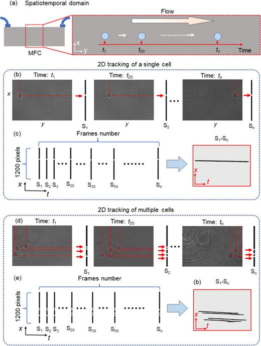Spatiotemporal transverse localization. (a) The spatiotemporal domain of flowing cells. MFC: microfluidic channel. (b) Calculation of the x-positions of a single cell in each frame. (c) STTL of a single cell obtained from the 2D spatiotemporal trajectory. (d) Calculation of the x-positions of multiple cells in each frame. (e) STTL curves of multiple cells obtained from the 2D spatiotemporal trajectories.