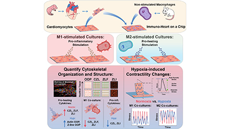 Polarized macrophages modulate cardiac structure and contractility ...