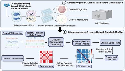 The workflow of the proposed analysis pipeline was designed from EEG analysis12 to uncover distinct electrophysiological signatures associated with schizophrenia (SCZ) and bipolar disorder (BPD). The process begins with the generation of iPSCs from patient cohorts, including both SCZ and BPD patients, as well as healthy controls. These iPSCs are differentiated into cerebral organoids (COs) and cortical interneurons, which serve as in vitro models for studying neuropsychiatric disorders. The COs and cortical interneurons in monolayer culture (2DNs) are then subjected to electrophysiological analysis using a MED64-Presto (Alpha MED Scientific Inc., Osaka, Japan) setup to capture dynamic neural activity. The raw MEA recordings from these models are processed through a series of preprocessing steps, including noise filtering, down-sampling, spike collation, and rate coding to identify specific patterns of neural firing and connectivity. The refined data are used to develop stimulus–response dynamic network models, visualized as heatmaps and connectivity sink matrices. A features map computed from the sink matrices is passed through the minimum redundancy maximum relevance (MRMR) selection algorithm.16 The selected features, considered as distinct electrophysiological signatures associated with SCZ and BPD, facilitate a machine learning-based classification of patient cohorts, enabling the identification of unique neural signatures and network dynamics that differentiate SCZ and BPD from each other and from healthy controls. This integrated approach leverages iPSC-derived in vitro models and advanced computational modeling to provide insights into the pathophysiology of these disorders.