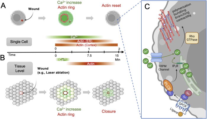 Calcium signaling and actin dynamics during wound response. (a) Single-cell Ca2+-actin dynamics in wound response. Localized wounding induces a rapid increase in Ca2+ concentration, which triggers the formation of an actin ring around the nucleus, followed by an actin reset to restore normal cytoskeletal organization once healed. (b) Ca2+ and actin dynamics at the multi-cell level in response to wounding. Tissue wounding triggers a Ca2+ increase in surrounding cells, propagating a Ca2+ wave across the tissue. This leads to the coordinated formation of an actin ring at the wound site, promoting collective wound closure. (c) Generalized intracellular Ca2+ dynamics upon wounding across species. Intracellular Ca2+ levels rise through calcium channel influx across the plasma membrane or release from the endoplasmic reticulum (ER) through the IP3 Ca2+ signaling pathway following recognition of a damage/microbe-associated molecular pattern (DAMP/MAMP), chemokines, or other stimulus, activating G protein pathways. Figure created in BioRender.