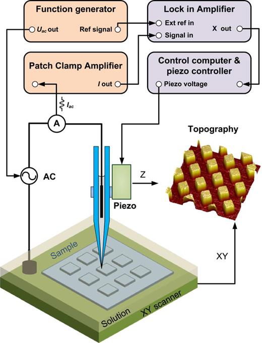 FIG. 1. Schematic of SICM in phase modulation mode: a sinusoidal voltage is applied between two Ag/Agcl electrodes; the resulted AC current is amplified by a patch clamp amplifier; the resistance path part of the AC current component is extracted through a lock-in amplifier, and then is used to control tip movement.