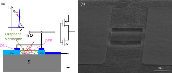 The electro-mechanical responses of suspended graphene ribbons for ...